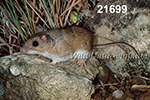 Peromyscus-leucopus tornillo